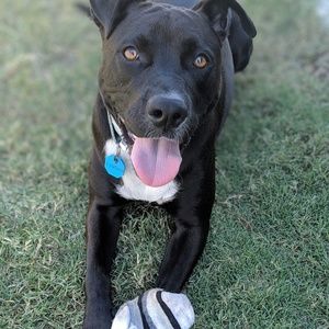 Meet your Posher, Emma